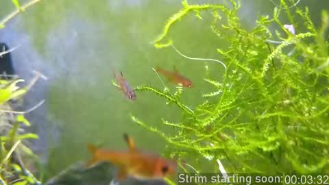 Snapshot of booker_baxton chatting on March 2025 04:07:02 AM Booker Baxton online show from March 2025 04:07:02 AM