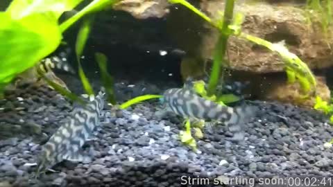 Snapshot of booker_baxton chatting on March 2025 04:08:02 AM Booker Baxton online show from March 2025 04:08:02 AM