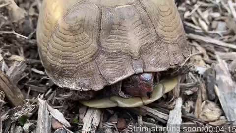 Snapshot of booker_baxton chatting on March 2025 04:05:02 AM Booker Baxton online show from March 2025 04:05:02 AM