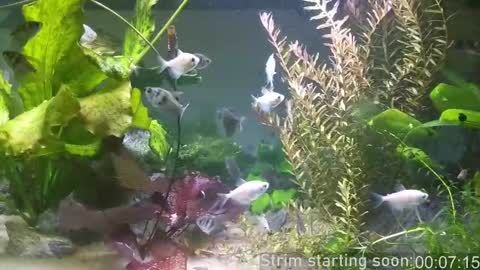 Snapshot of booker_baxton chatting on March 2025 03:05:02 AM Booker Baxton online show from March 2025 03:05:02 AM