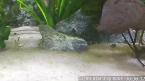 Snapshot of booker_baxton chatting on March 2025 03:02:02 AM Booker Baxton online show from March 2025 03:02:02 AM