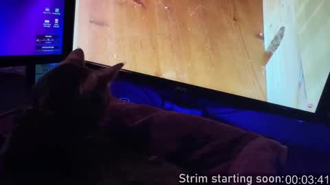 Snapshot of booker_baxton chatting on September 2025 03:07:02 AM Booker Baxton online show from September 2025 03:07:02 AM