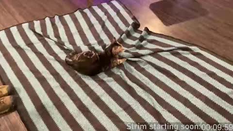 Snapshot of booker_baxton chatting on September 2025 02:59:01 AM Booker Baxton online show from September 2025 02:59:01 AM