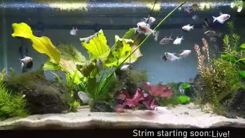 Snapshot of booker_baxton chatting on September 2025 03:10:02 AM Booker Baxton online show from September 2025 03:10:02 AM