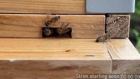 Snapshot of booker_baxton chatting on September 2025 03:10:01 AM Booker Baxton online show from September 2025 03:10:01 AM