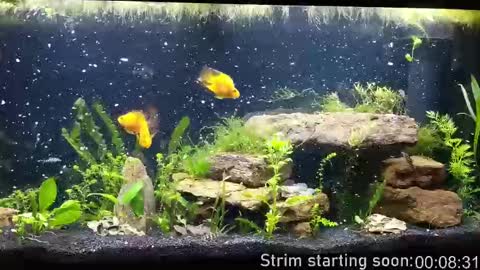 Snapshot of booker_baxton chatting on October 2025 03:01:02 AM Booker Baxton online show from October 2025 03:01:02 AM