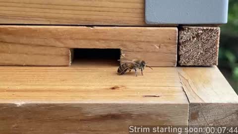 Snapshot of booker_baxton chatting on October 2025 03:02:02 AM Booker Baxton online show from October 2025 03:02:02 AM