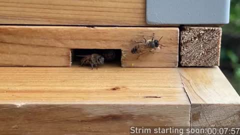 Snapshot of booker_baxton chatting on October 2025 03:03:02 AM Booker Baxton online show from October 2025 03:03:02 AM