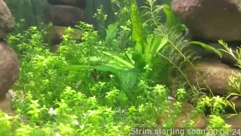 Snapshot of booker_baxton chatting on October 2025 03:05:02 AM Booker Baxton online show from October 2025 03:05:02 AM