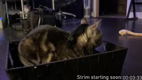 Snapshot of booker_baxton chatting on October 2025 03:06:02 AM Booker Baxton online show from October 2025 03:06:02 AM