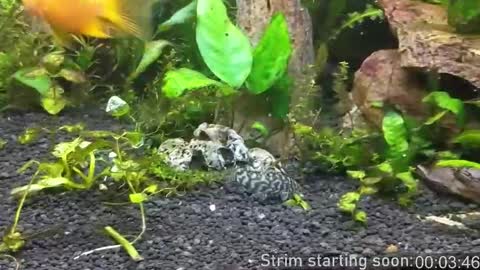 Snapshot of booker_baxton chatting on October 2025 03:07:01 AM Booker Baxton online show from October 2025 03:07:01 AM