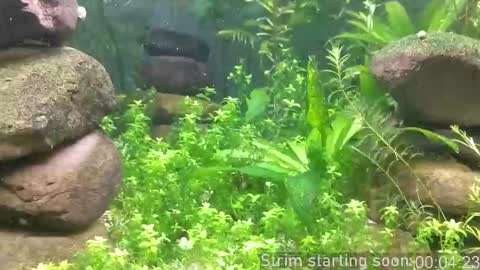 Snapshot of booker_baxton chatting on October 2025 03:07:01 AM Booker Baxton online show from October 2025 03:07:01 AM