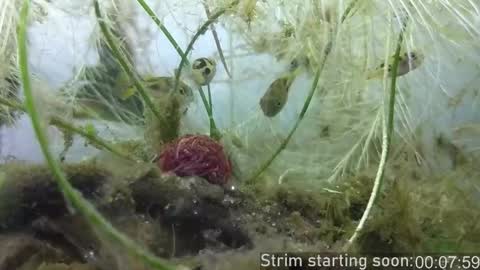 Snapshot of booker_baxton chatting on October 2025 03:03:02 AM Booker Baxton online show from October 2025 03:03:02 AM