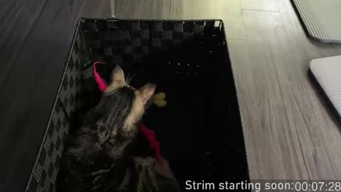 Snapshot of booker_baxton chatting on October 2025 03:01:02 AM Booker Baxton online show from October 2025 03:01:02 AM