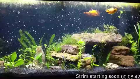 Snapshot of booker_baxton chatting on October 2025 02:58:02 AM Booker Baxton online show from October 2025 02:58:02 AM