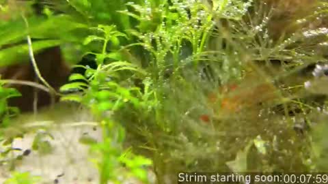 Snapshot of booker_baxton chatting on November 2025 04:00:01 AM Booker Baxton online show from November 2025 04:00:01 AM