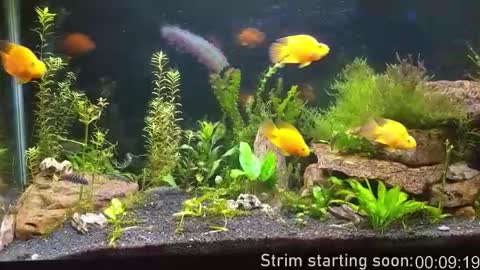 Snapshot of booker_baxton chatting on November 2025 03:59:02 AM Booker Baxton online show from November 2025 03:59:02 AM