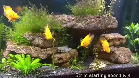 Snapshot of booker_baxton chatting on November 2025 04:12:01 AM Booker Baxton online show from November 2025 04:12:01 AM