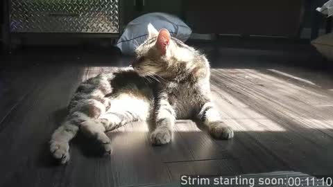 Snapshot of booker_baxton chatting on December 2025 03:56:01 AM Booker Baxton online show from December 2025 03:56:01 AM