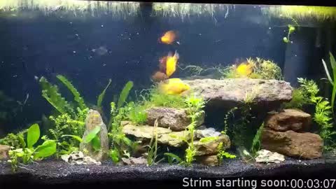 Booker Baxton online show from December 2025 04:08:01 AM