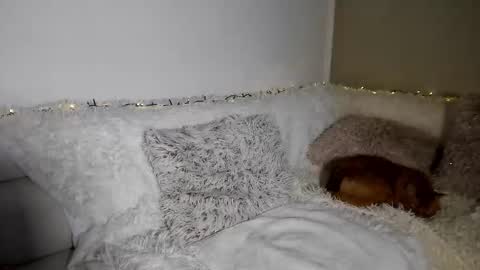 brianadiamondxxx online show from February 2026 11:58:02 AM