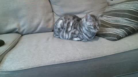 Buck online show from January 2025 04:22:02 PM