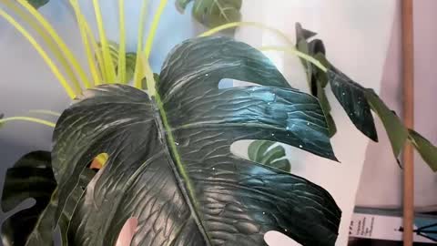 Snapshot of camillo_virgil chatting on October 2025 11:02:01 AM Camillo Virgil online show from October 2025 11:02:01 AM