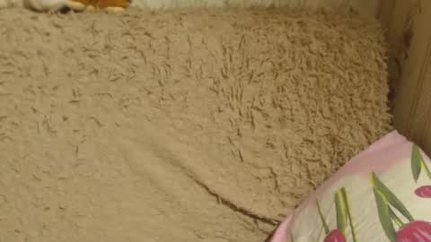 say meow and send tip  online show from December 2024 06:14:01 PM