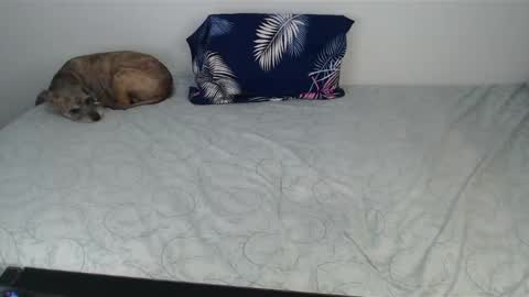 Viviana 3 online show from December 2024 10:47:02 PM