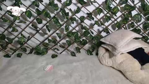 charly_evans60 online show from February 2025 12:27:02 AM