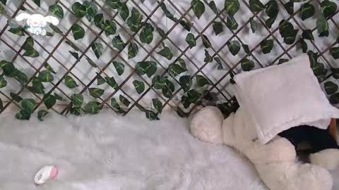 charly_evans60 online show from February 2025 04:51:01 PM