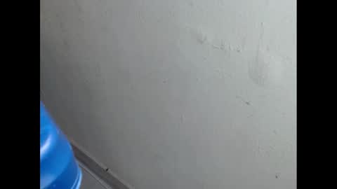 cockfanx online show from February 2025 01:55:02 PM