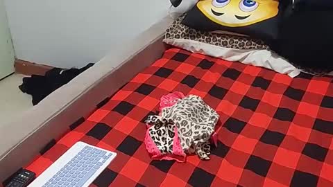 creamyhub online show from December 2025 07:02:02 AM