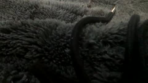 Steve online show from January 2025 11:15:02 PM