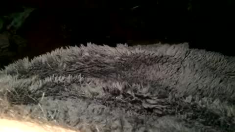 Steve online show from March 2025 07:36:01 PM