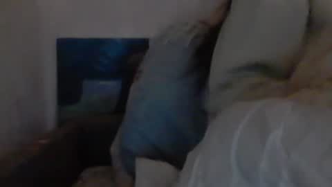 cutekattie online show from December 2024 09:36:02 AM