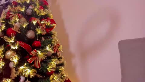 Dahli online show from December 2024 10:06:02 AM