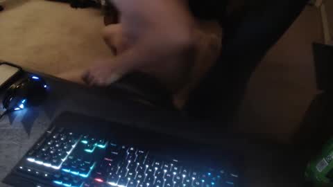 Dakota online show from September 2025 11:53:02 AM