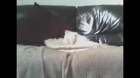 DaRealDonDaddy online show from March 2025 11:58:01 AM