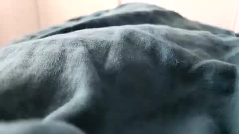 davdao3 online show from February 2025 01:27:01 PM