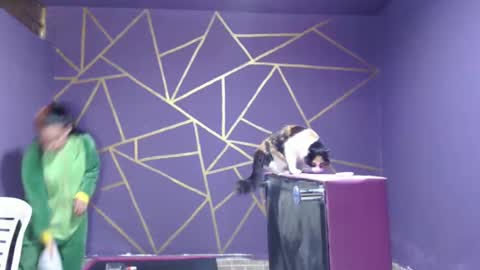 diana online show from January 2025 08:14:02 PM