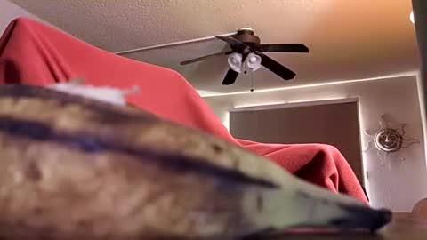 DIPSTIK online show from October 2025 06:17:02 PM