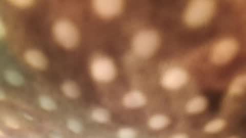 Alex online show from January 2025 06:33:01 AM