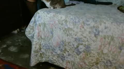 dreamreal online show from October 2025 10:06:01 AM