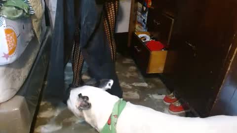 dreamreal online show from February 2026 12:08:02 PM