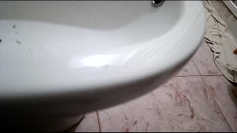 dthedog12 online show from February 2025 07:52:01 PM