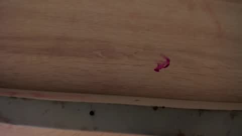 dylanroyce_ online show from April 2026 01:41:01 PM