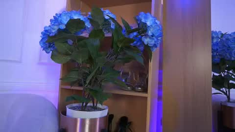 Elasummeer online show from February 2026 02:23:01 PM