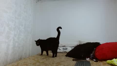 elektra online show from September 2025 04:13:02 AM