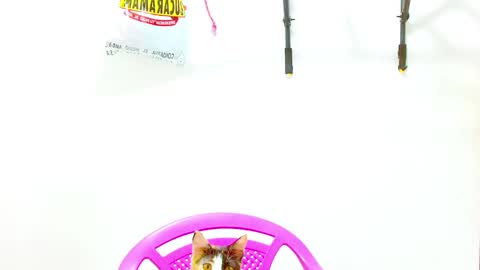 Diana online show from December 2024 12:40:02 PM